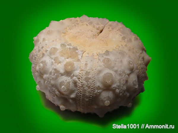 морские ежи, неоген, Eucidaris