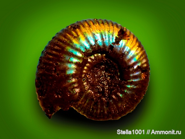 Craspedites, Craspedites subditoides, Perisphinctoidea