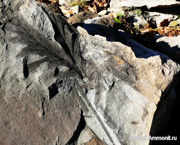 папоротники, Psygmophyllum