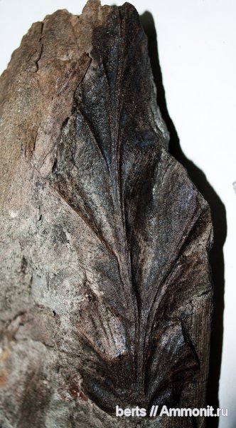 гинкгофиты, Psygmophyllum