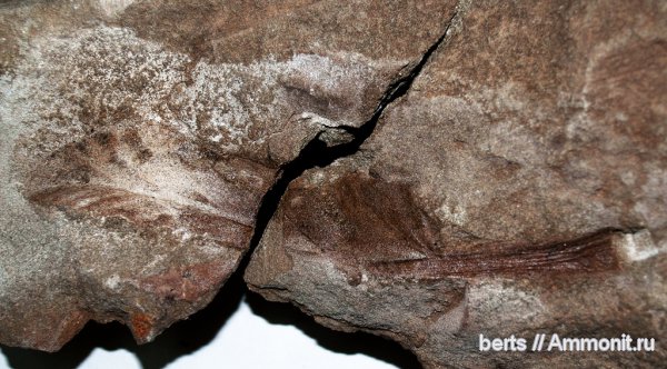 гинкгофиты