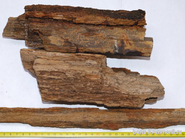 древесина, пермский период, казанский ярус, Permian