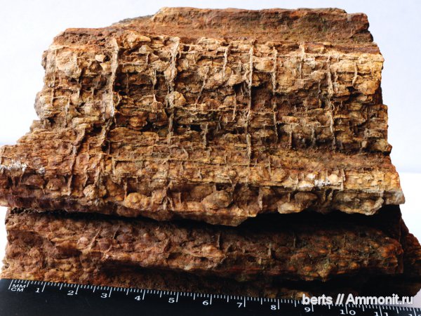 окаменевшее дерево