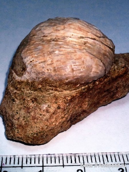 брахиоподы, плеченогие, Productida