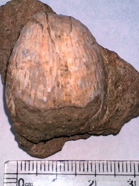 брахиоподы, плеченогие, Productida