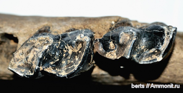 носороги, Rhinoceros