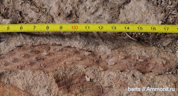 плауновидные