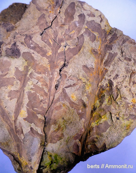 голосеменные, отпечатки, Rhachiphyllum, Тарловка