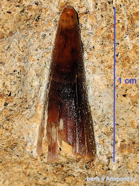 рыбы, зубы, казанский ярус, fish, teeth
