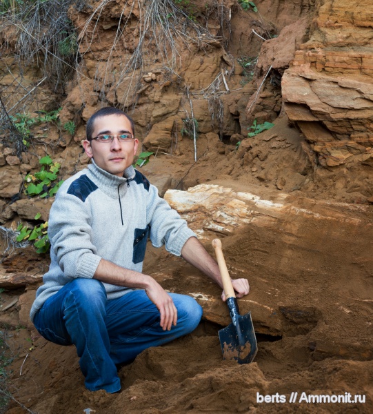 окаменевшее дерево, пермский период, Татарстан, казанский ярус, палеонтологи, Permian окаменевшее дерево, пермский период, Татарстан, казанский ярус, палеонтологи, Permian