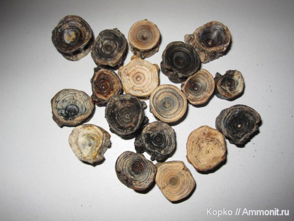 рыбы, ископаемая фауна, fish