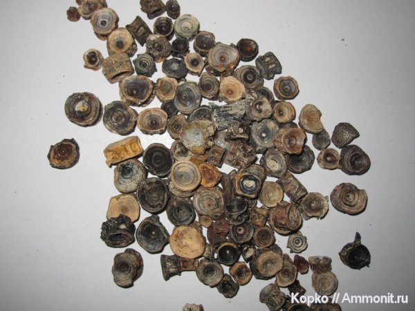 рыбы, ископаемая фауна, fish