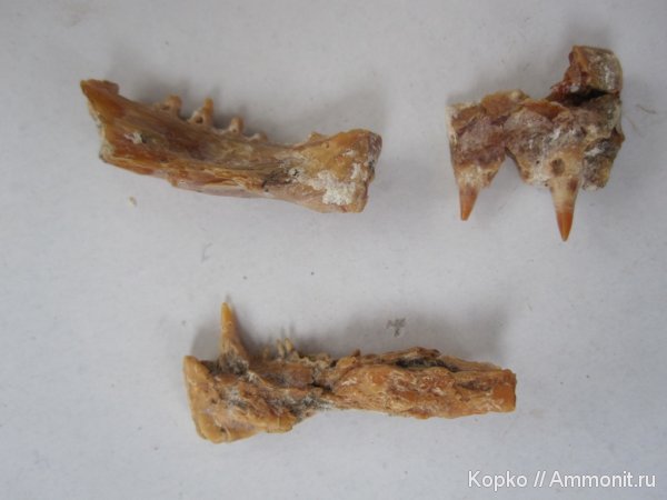 рыбы, ископаемая фауна, fish