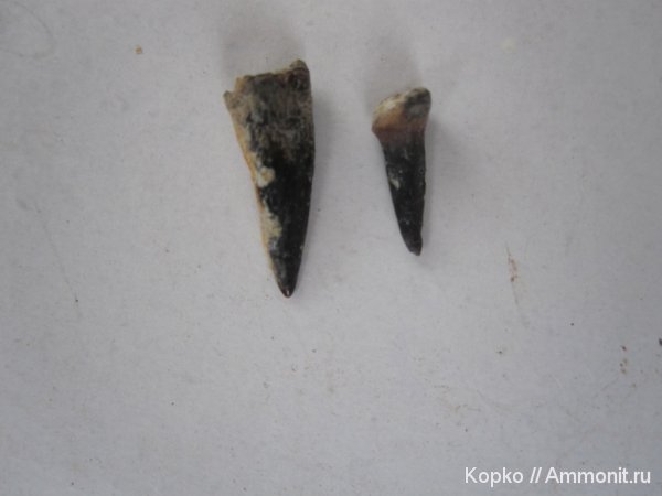 рыбы, ископаемая фауна, fish