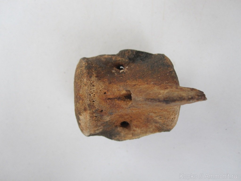 Ископаемый позвонок - Мои находки