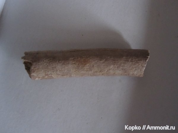 ископаемая фауна