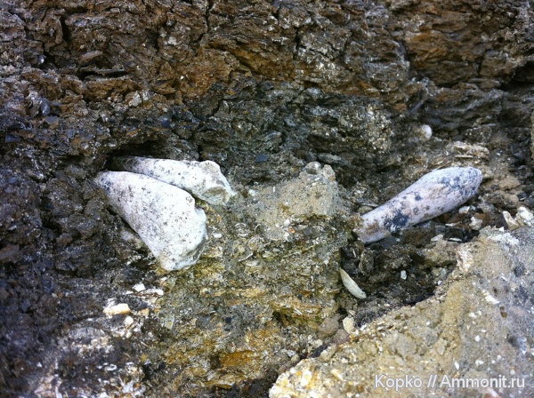 Моя последняя находка. Апрель 2012 г