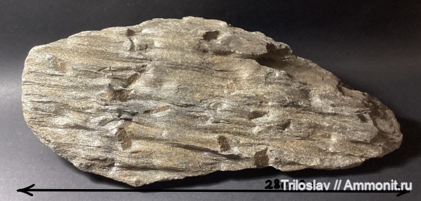 растения, палеозой, каменноугольный период, Ленинградская область, РФ