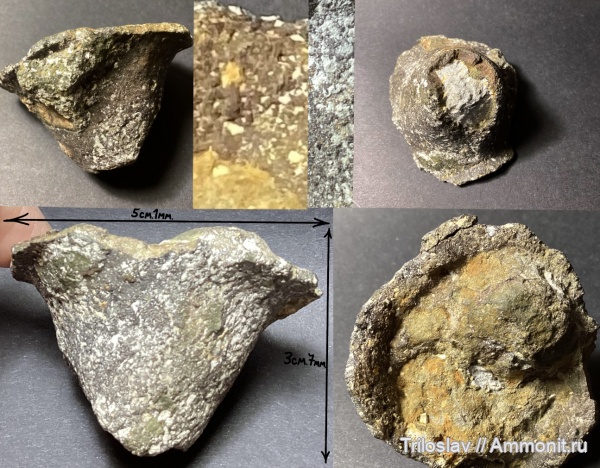 мел, губки, Россия, мезозой, Самарская область, беспозвоночные, верхний мел, сантонский ярус, Новодевичи