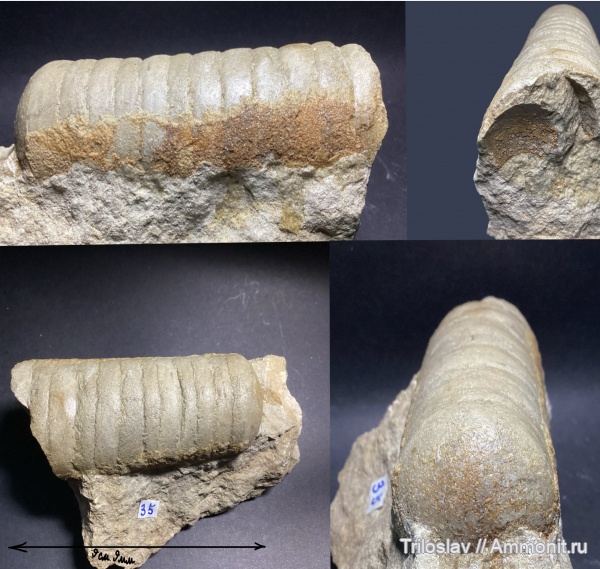 моллюски, ордовик, головоногие моллюски, палеозой, беспозвоночные, Ленинградская область, верхний ордовик, Эндоцериды, РФ, Радоновые озёра