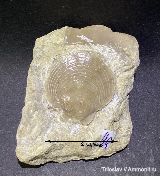 моллюски, юра, мезозой, двустворчатые моллюски, Самарская область, беспозвоночные, верхняя юра, РФ, Сызранский муниципальный округ