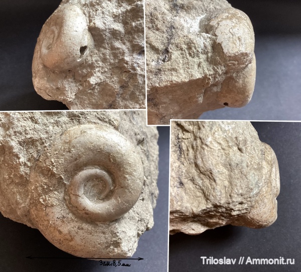 гастроподы, моллюски, ордовик, Россия, палеозой, брюхоногие моллюски, беспозвоночные, Ленинградская область, верхний ордовик, д. Лопухинка