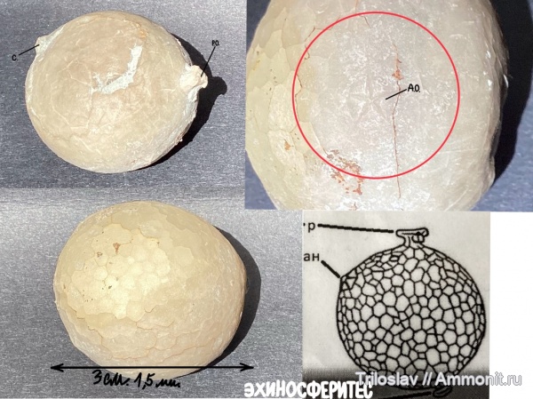 иглокожие, ордовик, р. Волхов, Россия, цистоидеи, палеозой, беспозвоночные, Ленинградская область, средний ордовик, Даривильский век