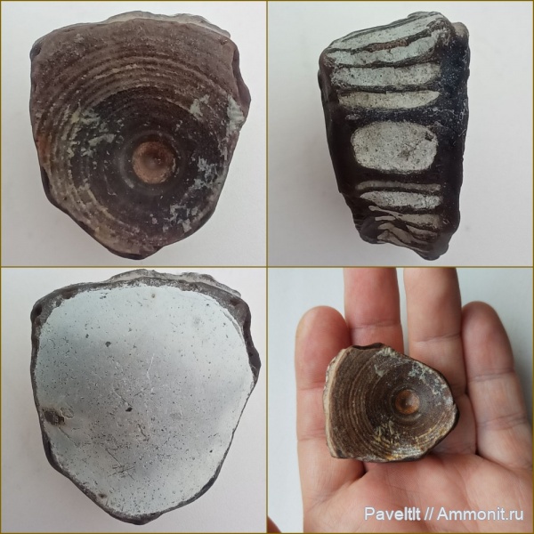 мел, Самарская область, верхний мел, сантонский ярус, губковый горизонт, Santonian, Климовка, Новодевичье