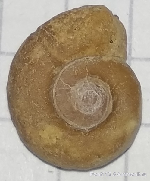 аммониты, Крым, Верхоречье