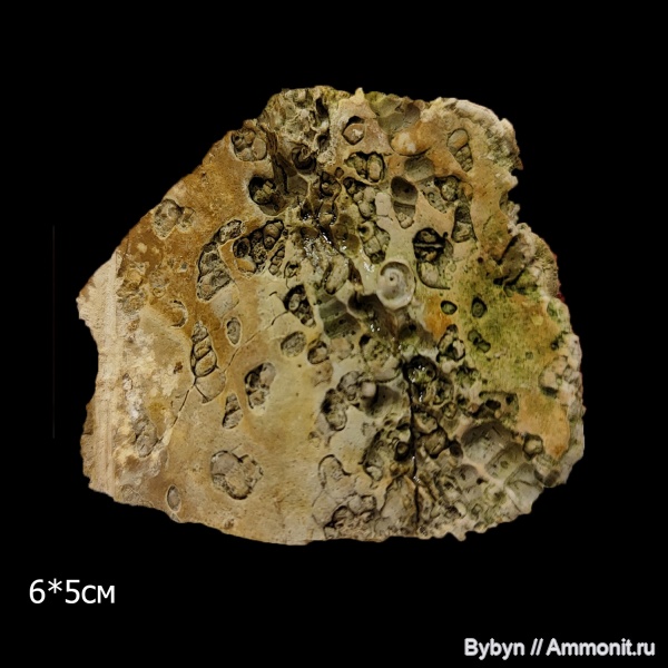 гастроподы, девон