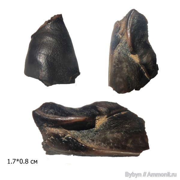 девон, рыбы, верхний девон, кости, Определение