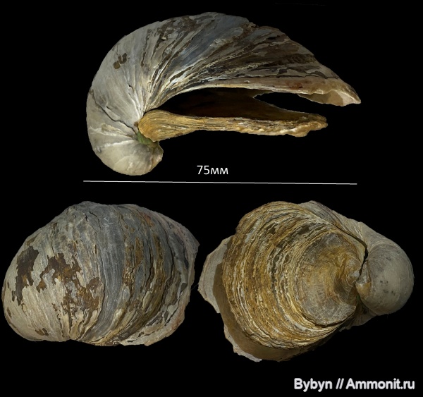 юра, двустворчатые моллюски, Gryphaea