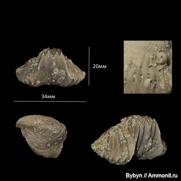 брахиоподы, девон, Ripidiorhynchus, верхний девон