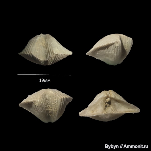 брахиоподы, девон, Theodossia, верхний девон, Linvensis