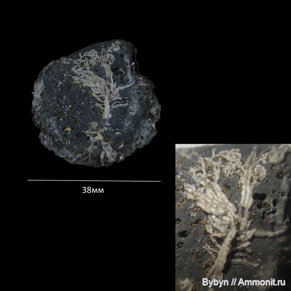 брахиоподы, девон, кораллы, Aulopora, верхний девон