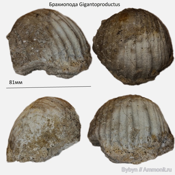 брахиоподы, карбон, Михайлов, Gigantoproductus