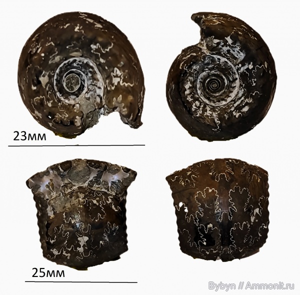 аммониты, юра, Михайлов, Erymnoceras, келловей