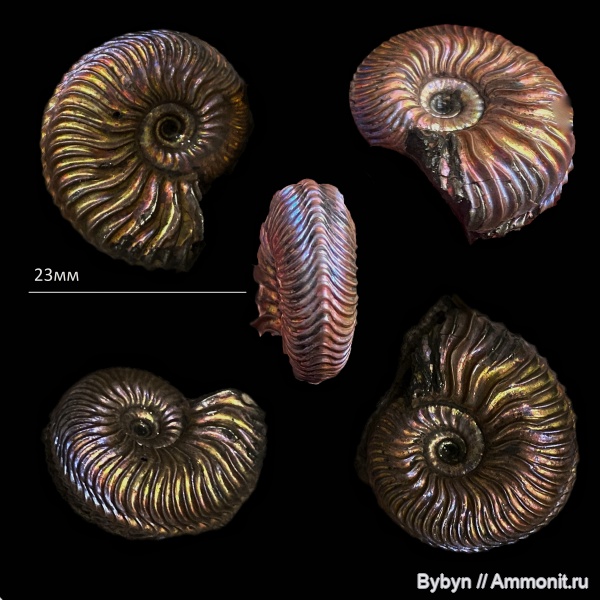 аммониты, юра, Михайлов, Cardioceras, оксфорд