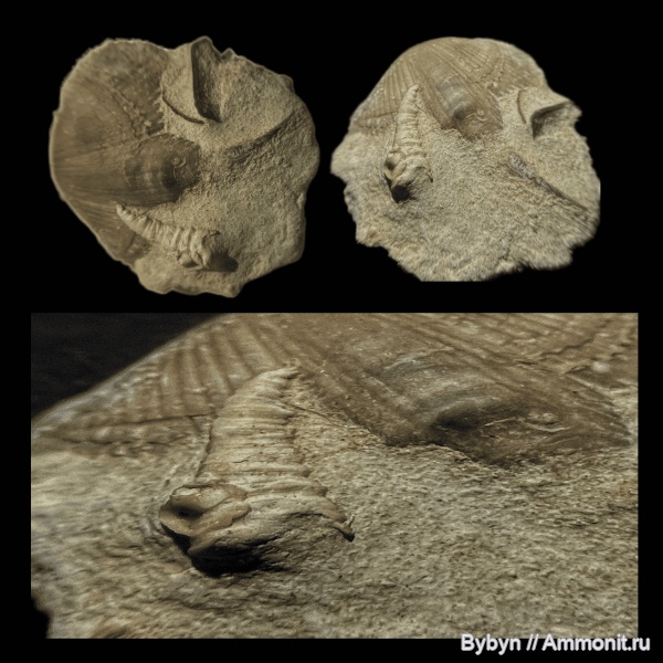 брахиоподы, девон, беспозвоночные, верхний девон