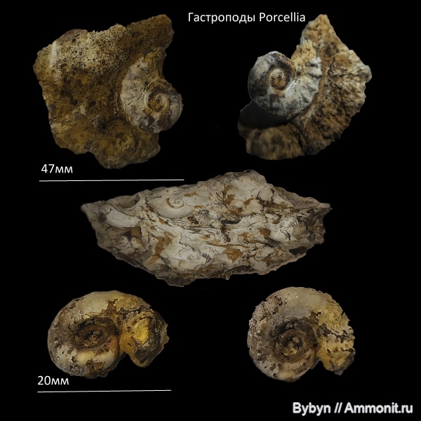 гастроподы, девон, верхний девон, Porcellia