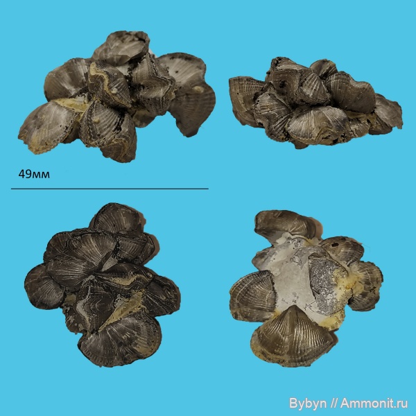 брахиоподы, девон, фаменский ярус, беспозвоночные, верхний девон