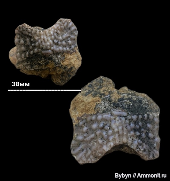девон, рыбы, верхний девон, плакодермы