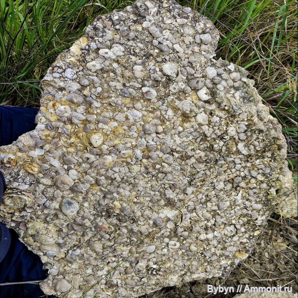 брахиоподы, гастроподы, девон, верхний девон, Орловская область