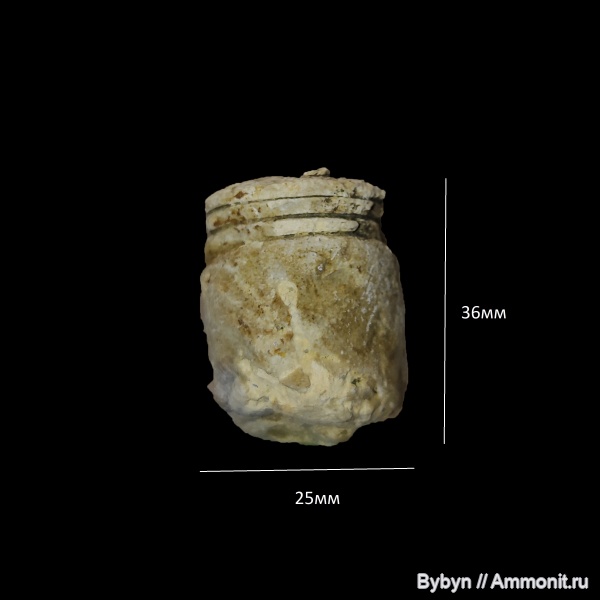 девон, наутилоидеи, головоногие моллюски, верхний девон, Дискосориды