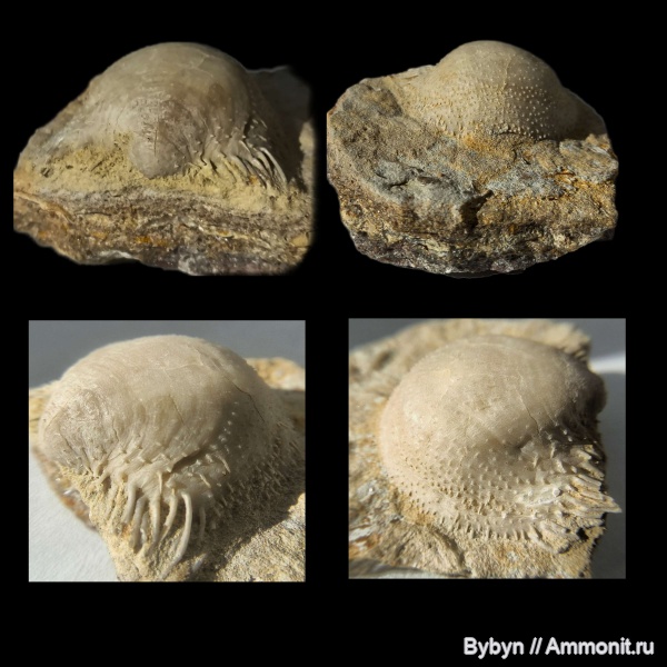 брахиоподы, девон, верхний девон, Donalosia