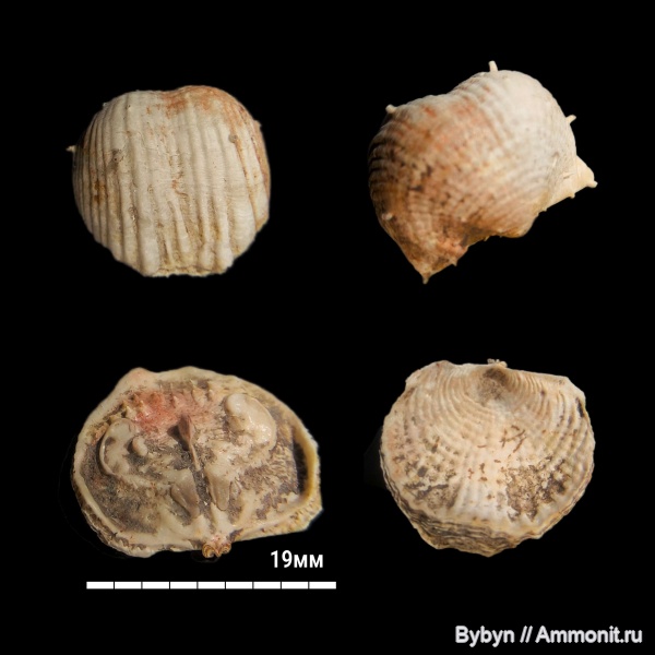 брахиоподы, карбон, нижний карбон, Eomarginifera lobata