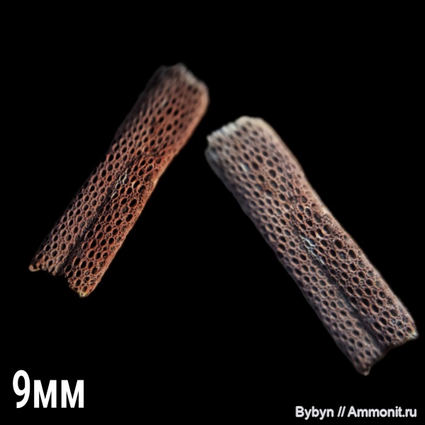 карбон, мшанки, беспозвоночные, нижний карбон