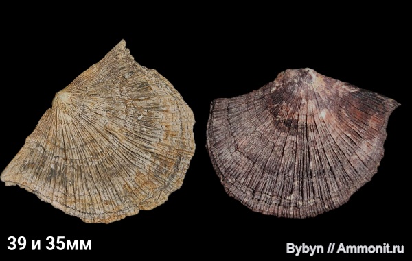 брахиоподы, карбон, беспозвоночные, нижний карбон, Schuchertella radialis