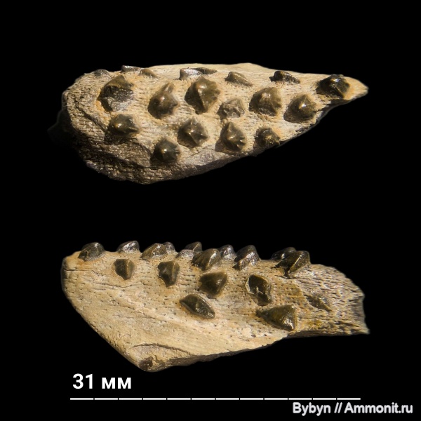 карбон, рыбы, зубы, позвоночные, шипы