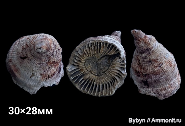 карбон, кораллы, ругозы, нижний карбон, Борщевский